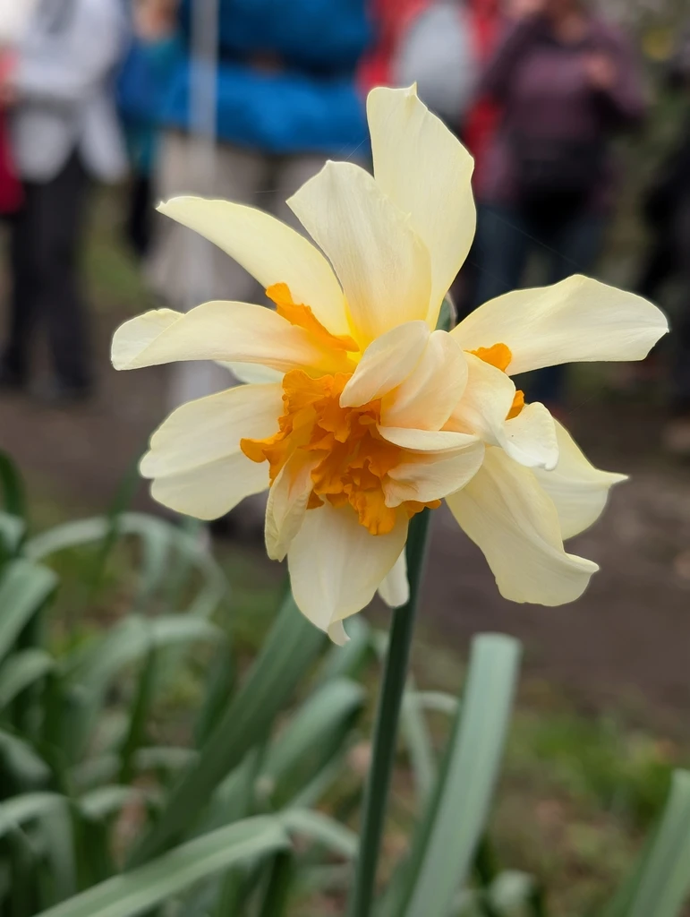 A close-up of a white and orange flower