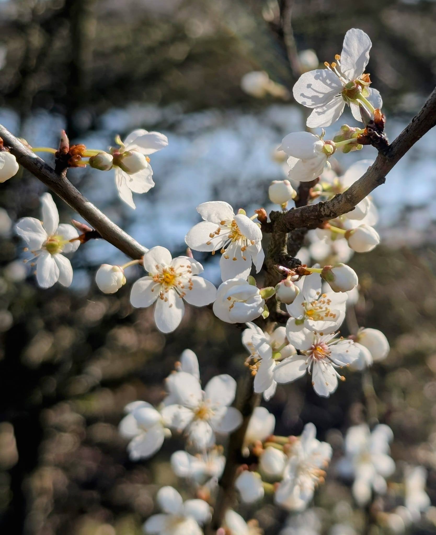 Branches of a flowering tree close up